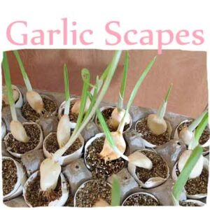 how to grow garlic scapes