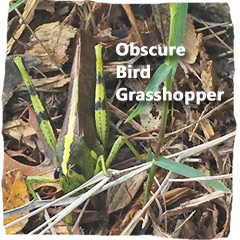 Obscure Bird Grasshopper image