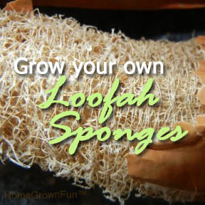 grow loofah sponges luffa gourds