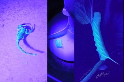 scorpions glow under blacklight