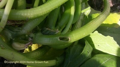 Hole made by a squash vine borer (SVB) 