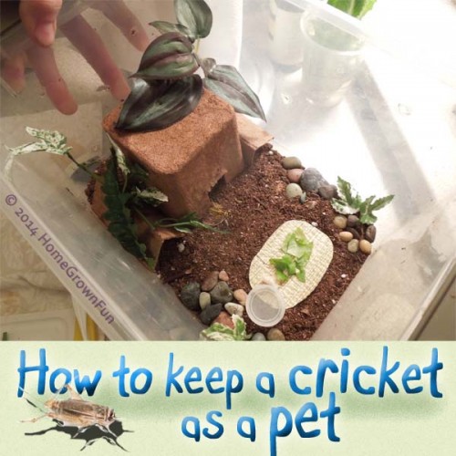 pet cricket, house for cricket