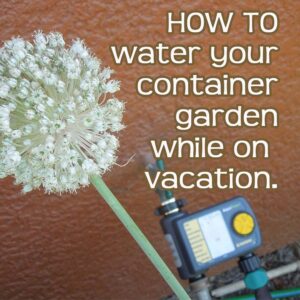 water container garden while away