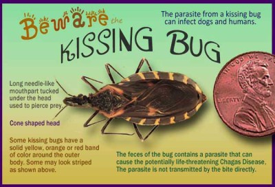 kissing bug facts