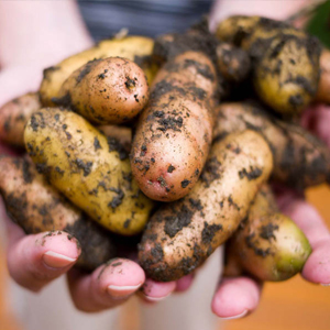 How to Grow Potatoes in a Grow Bag, Burlap Sack or Container