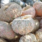 Peanut pumpkin specialty cooking