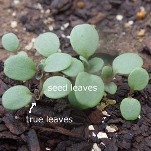 When to fertilize seedlings