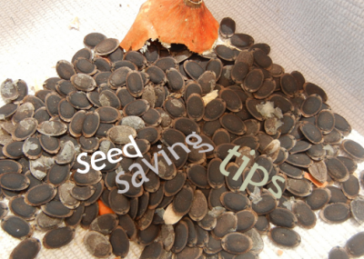 how to save tomato seed at home