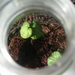 Start seed under bottles outside