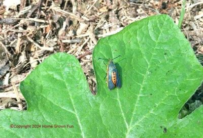 pic of squash vine borer moth