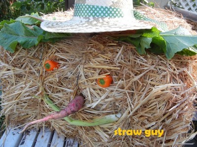 Uses for straw and using straw for mulch in the garden