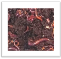 worm castings improve soil fertility