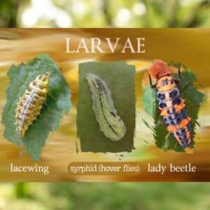 Lacewings, hover flies (syrphid) and lady beetles help get rid of aphids